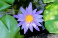 Lotus flower in purple violet color with green leaves in nature water pond Royalty Free Stock Photo