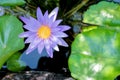 Lotus flower in purple violet color with green leaves in nature water pond Royalty Free Stock Photo