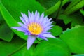 Lotus flower purple or water lilly and the bee sucked nectar in pollen. close up beautiful in nature Royalty Free Stock Photo