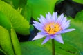 Lotus flower purple or water lilly and the bee sucked nectar in pollen. close up beautiful in nature Royalty Free Stock Photo