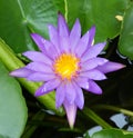 Lotus flower purpleflower Royalty Free Stock Photo