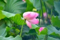 Lotus flower in the rain