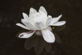 White Lotus flower with raindrops Royalty Free Stock Photo