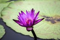 Lotus flower blooming Thailand in park