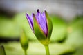 Lotus flower blooming Thailand in park