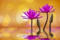 The lotus flower represents the symbol of Buddhism and can be used to worship God