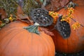 Fall Display Lotus Flower Seed Pods with Pumpkins Royalty Free Stock Photo