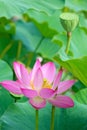 Lotus flower and seedpod Royalty Free Stock Photo