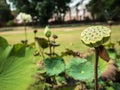 Lotus flower seeds Royalty Free Stock Photo