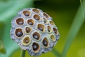 Lilly lotus flower seeds Royalty Free Stock Photo