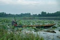 Lotus Flower Seeker in the Lake Royalty Free Stock Photo