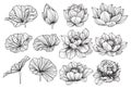 Lotus flower set drawing and sketch black and white Royalty Free Stock Photo