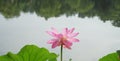 A lotus flower and shadow in river in summer