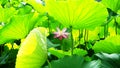 A lotus flower sheltered by big leaves in pond Royalty Free Stock Photo