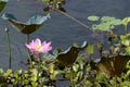 Lotus Flower in Full Bloom on the water