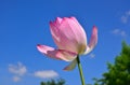 Lotus flower, sky background. Japan. Royalty Free Stock Photo
