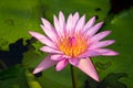 Lotus flower Royalty Free Stock Photo