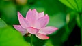 Lotus flower in spring with beautiful petals Royalty Free Stock Photo