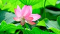 Lotus flower in spring with beautiful petals Royalty Free Stock Photo