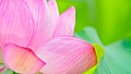 Lotus flower in spring with beautiful petals Royalty Free Stock Photo