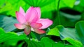Lotus flower in spring with beautiful petals Royalty Free Stock Photo
