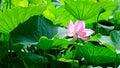 Lotus flower in spring with beautiful petals Royalty Free Stock Photo