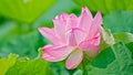 Lotus flower in spring with beautiful petals Royalty Free Stock Photo