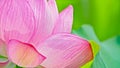Lotus flower in spring with beautiful petals Royalty Free Stock Photo