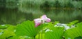 A lotus flower standing in the river when it is raining