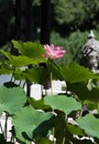 Lotus flower sunny summer china