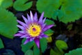 Lotus flower surrounded by bees Royalty Free Stock Photo