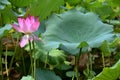 Lotus flower - symbol of divine beauty and purity.