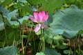 Lotus flower - symbol of divine beauty and purity.