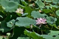 Lotus flower - symbol of divine beauty and purity.