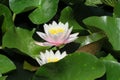 Lotus flowers in a pond