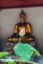 Lotus flower in Thailand monastery with buddah statue background Royalty Free Stock Photo