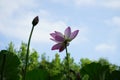 A lotus flower together with a bud is electing towards sky