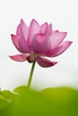 Lotus flower