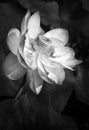 Lotus flower with two bees in black and white