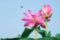 Lotus flower Royalty Free Stock Photo