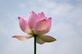 Lotus flower under blue sky Royalty Free Stock Photo