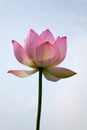 Lotus flower under blue sky Royalty Free Stock Photo