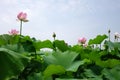 Lotus flower under blue sky Royalty Free Stock Photo