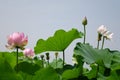 Lotus flower under blue sky Royalty Free Stock Photo