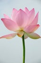 Lotus flower under blue sky Royalty Free Stock Photo