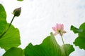 Lotus flower under blue sky Royalty Free Stock Photo