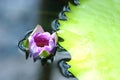 lotus flower under water Royalty Free Stock Photo