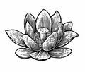 Lotus flower. Vector black engraving vintage illustration on white background Royalty Free Stock Photo