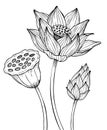 Lotus Flower. Vector illustration of water lily painted by black inks. Botanical linear drawing of Waterlily for wedding