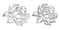 Lotus flower vector for tattoo design on isolated white background.Lion head with Dragon ball vector. Royalty Free Stock Photo